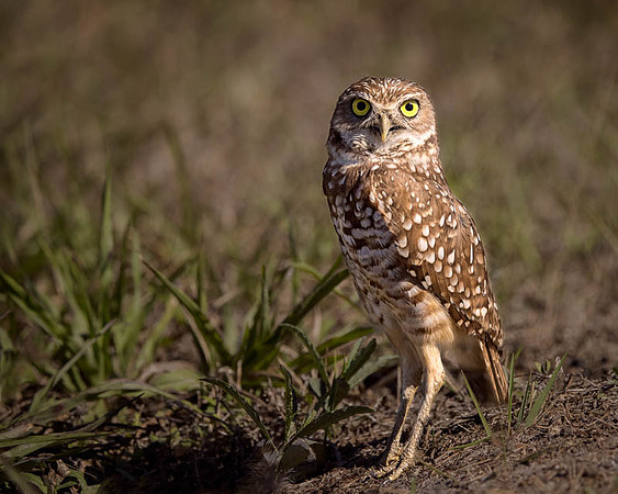 Belinda Wolcott Photography