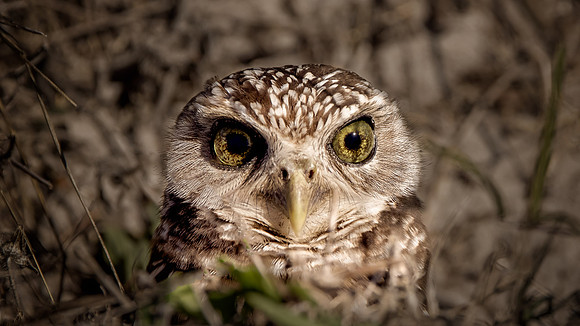 Belinda Wolcott Photography