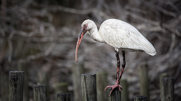 Belinda Wolcott Photography