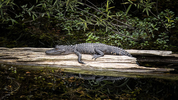 Belinda Wolcott Photography