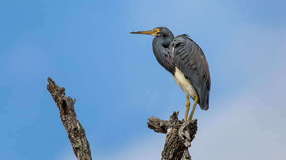 Belinda Wolcott Photography