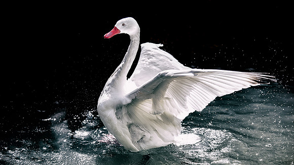 Belinda Wolcott Photography